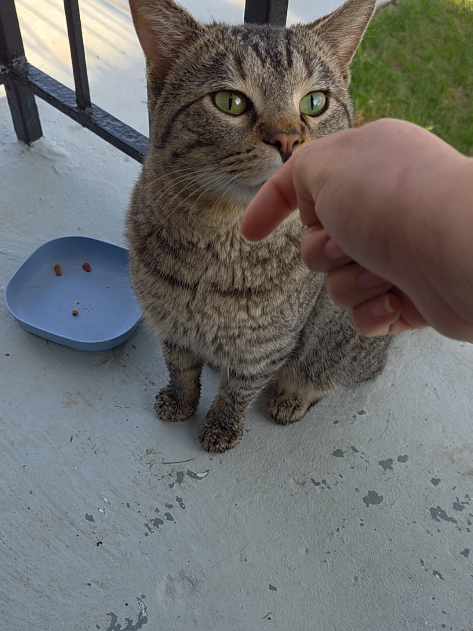 @Jelly's Feline Friends