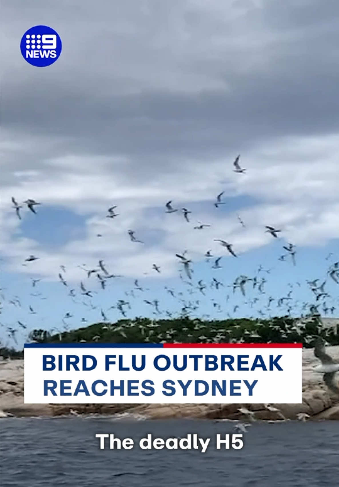 @9News Sydney
