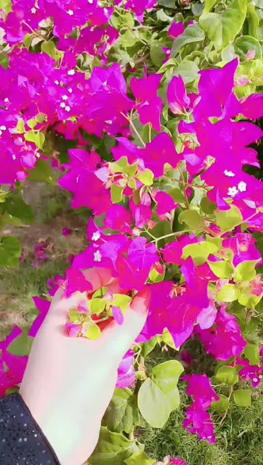 @Bushra Khan 7770
