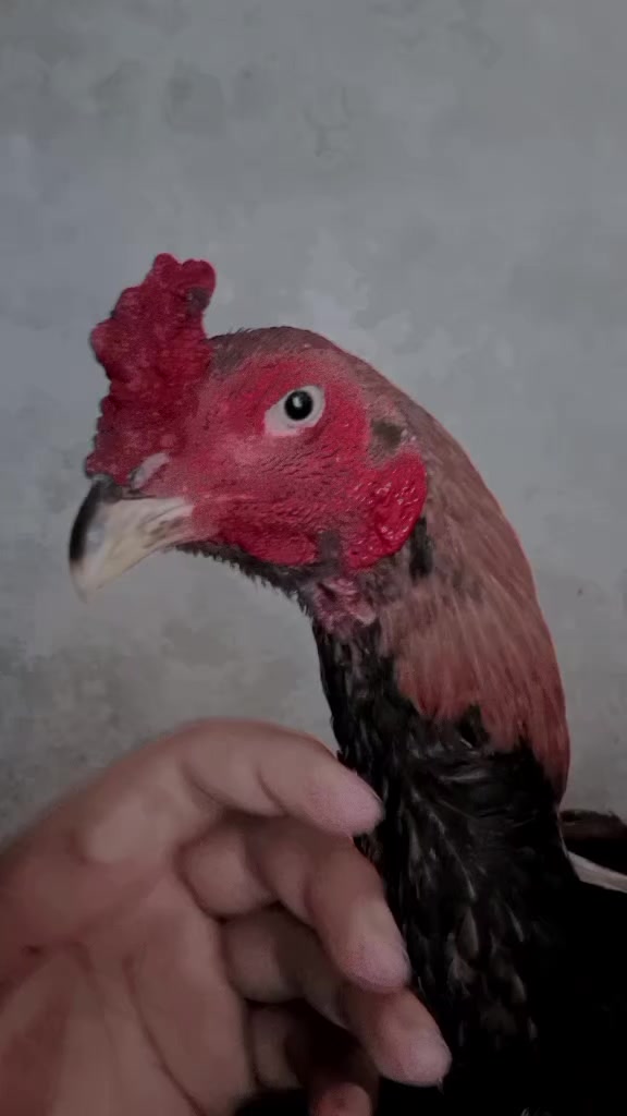 @𝑨𝒔𝒊𝒎 𝑪𝒉𝒐𝒉𝒂𝒏