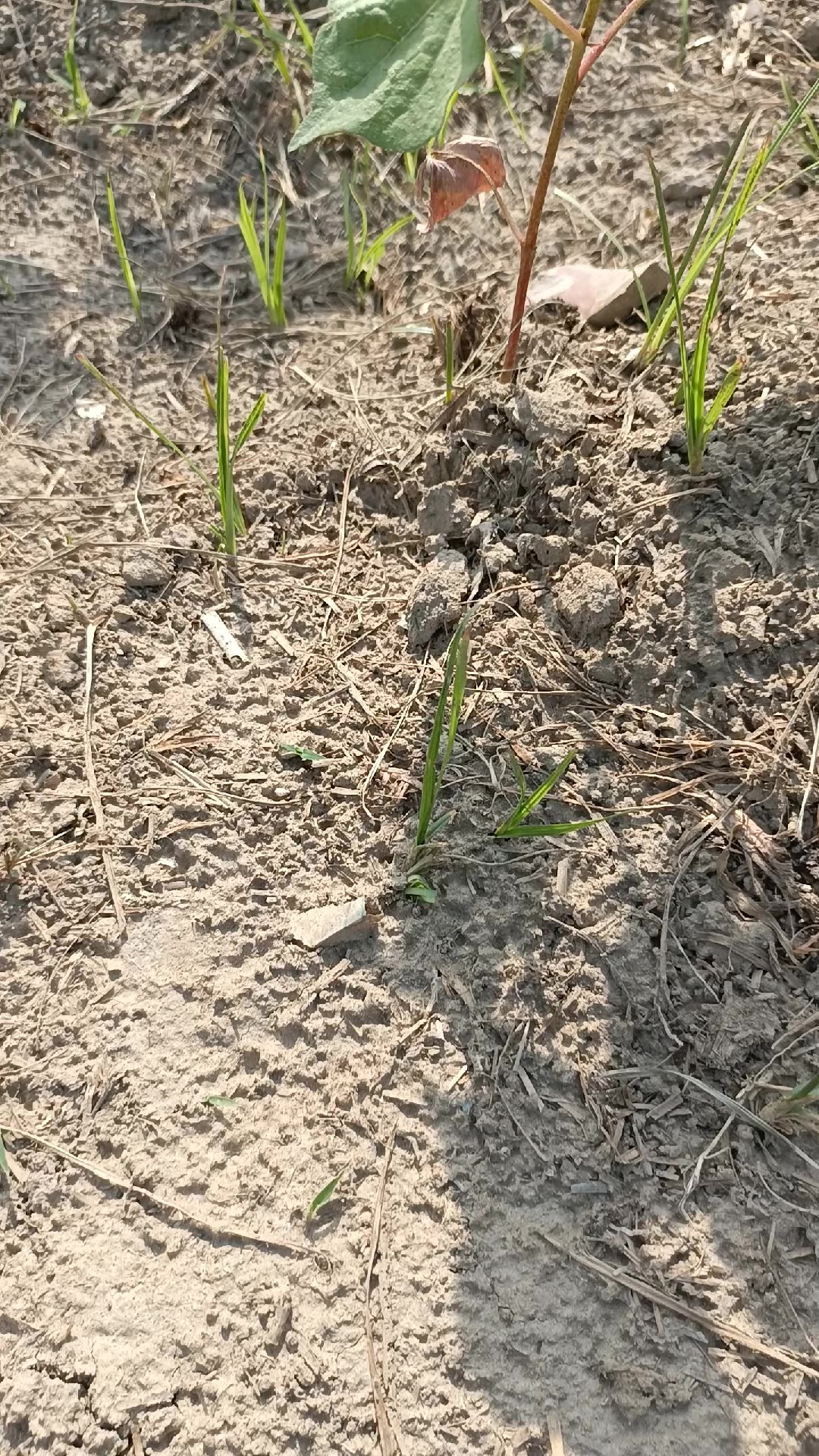 @Mr.Tori.Farming (pathologist)