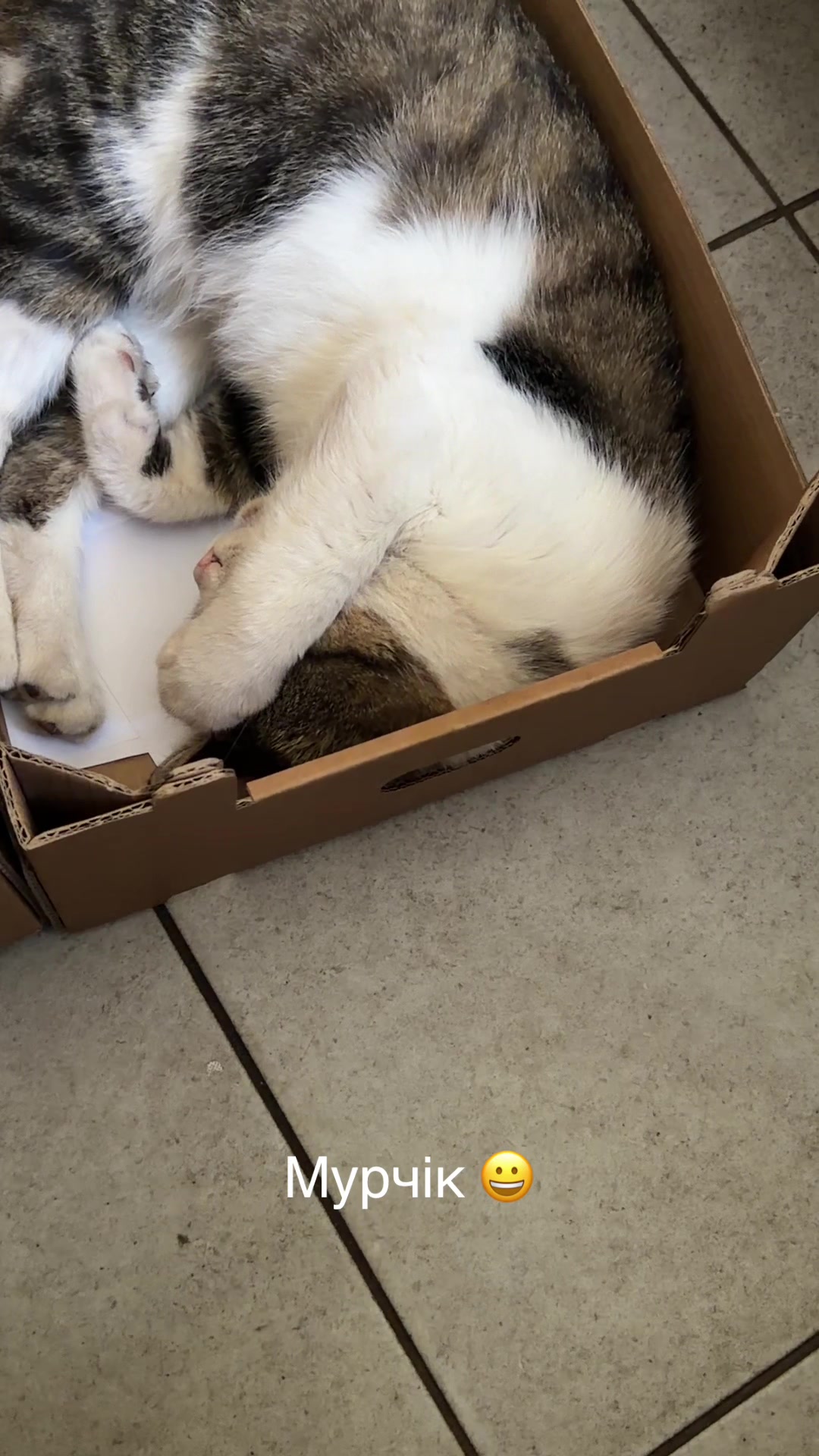 @Магазин «Авокадо» and Мурчік🐱