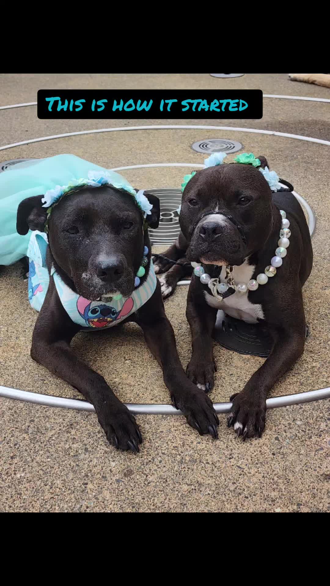 @bigbadscarypitbulls