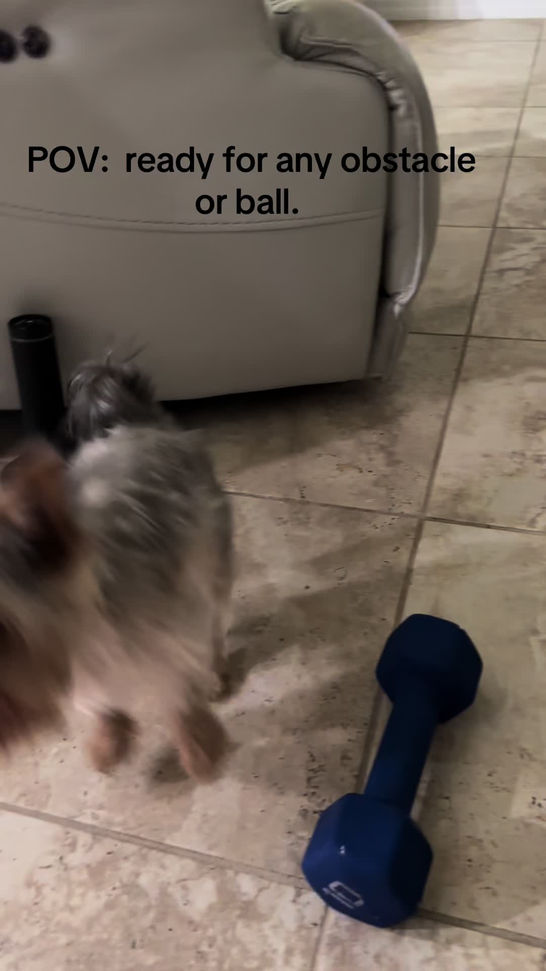 @Penny the Yorkie