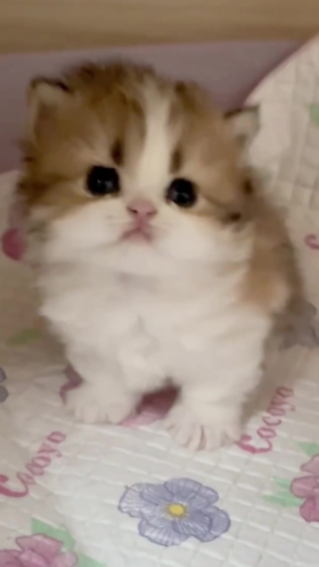 @catbosssss