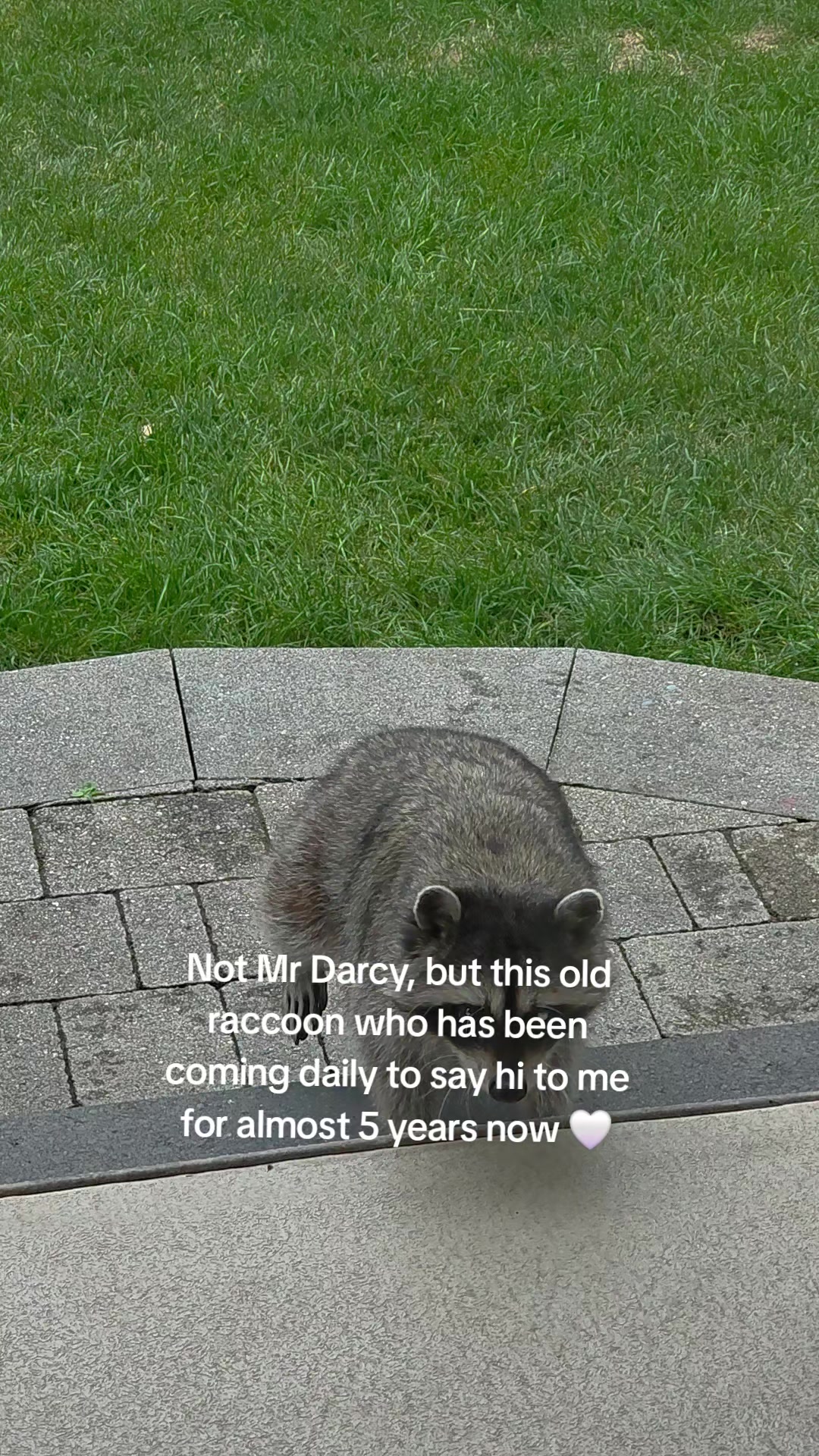 @Raccoon Drive Thru