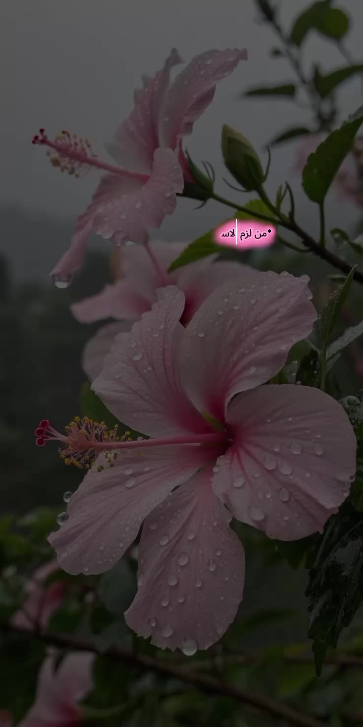 @DALIAsy