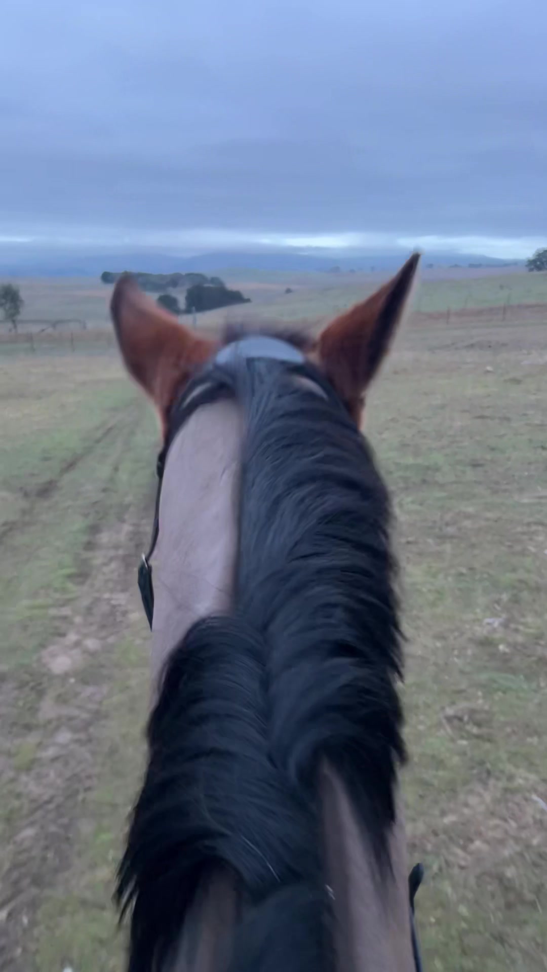 @TDDG Equestrian