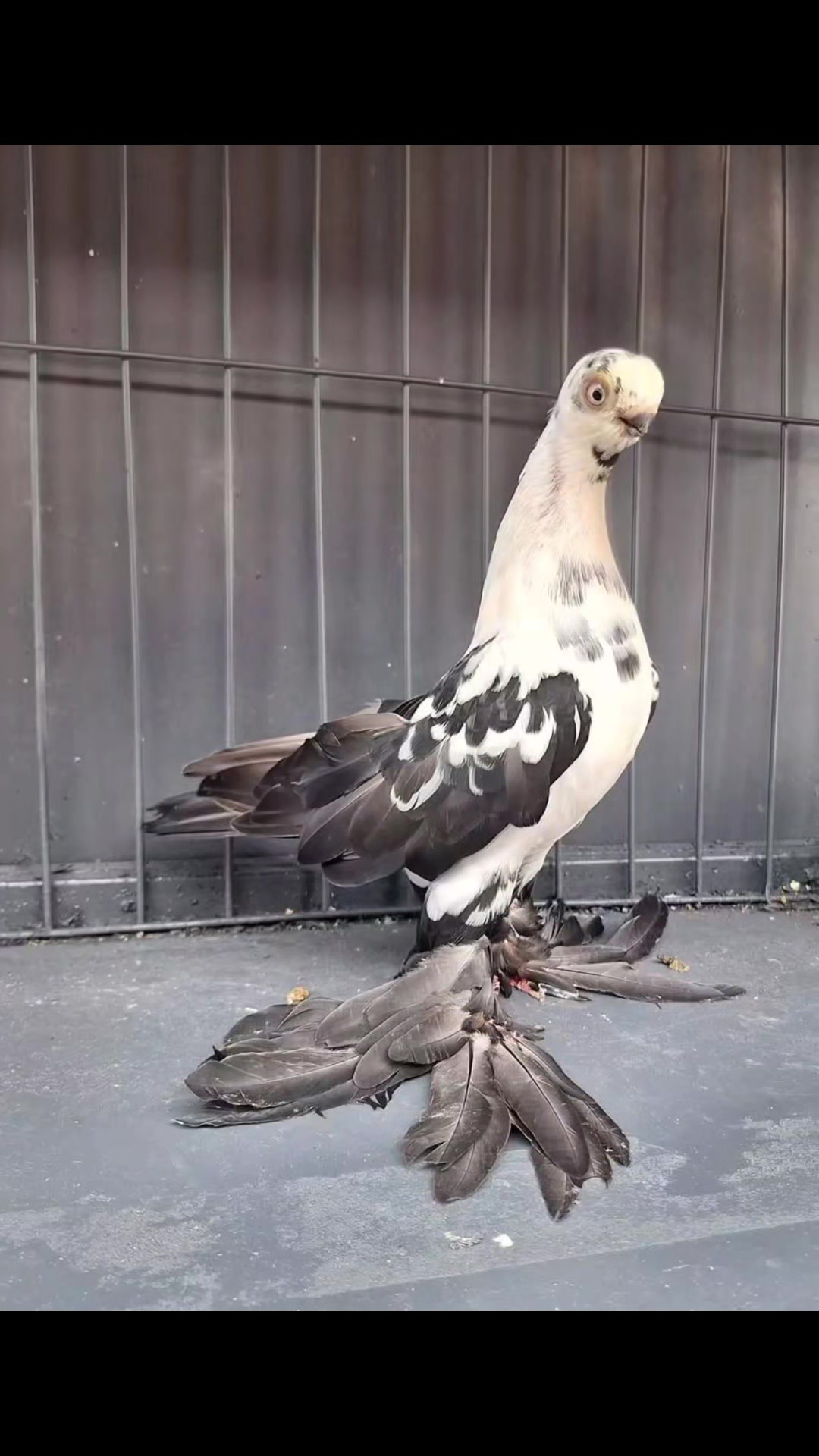 @Pigeons Tv