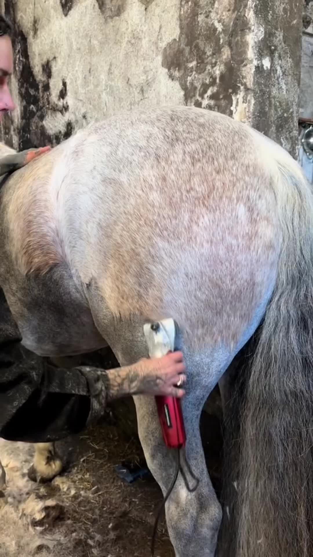 @HorseMaster