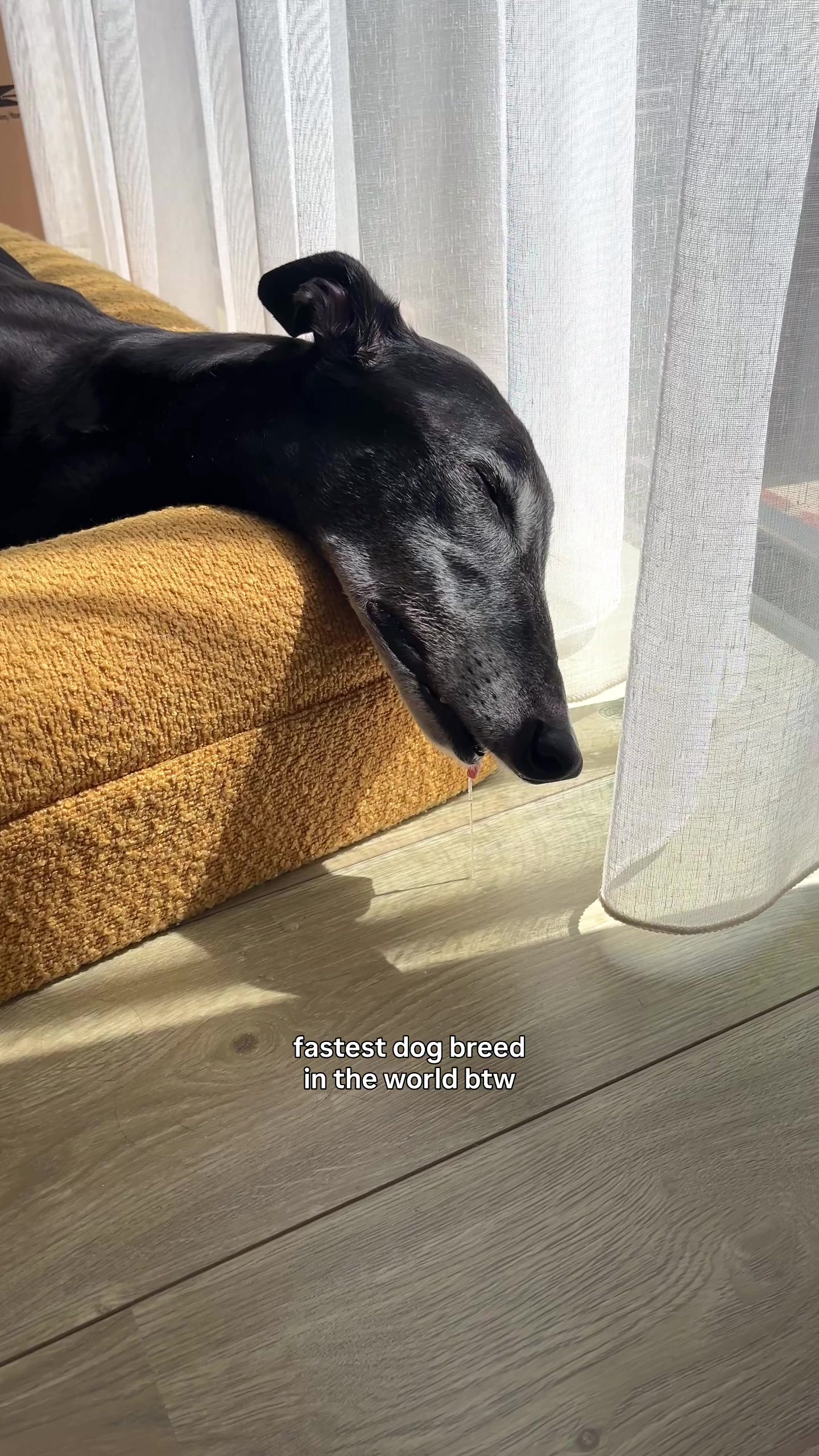 @chilli the greyhound 🌶️