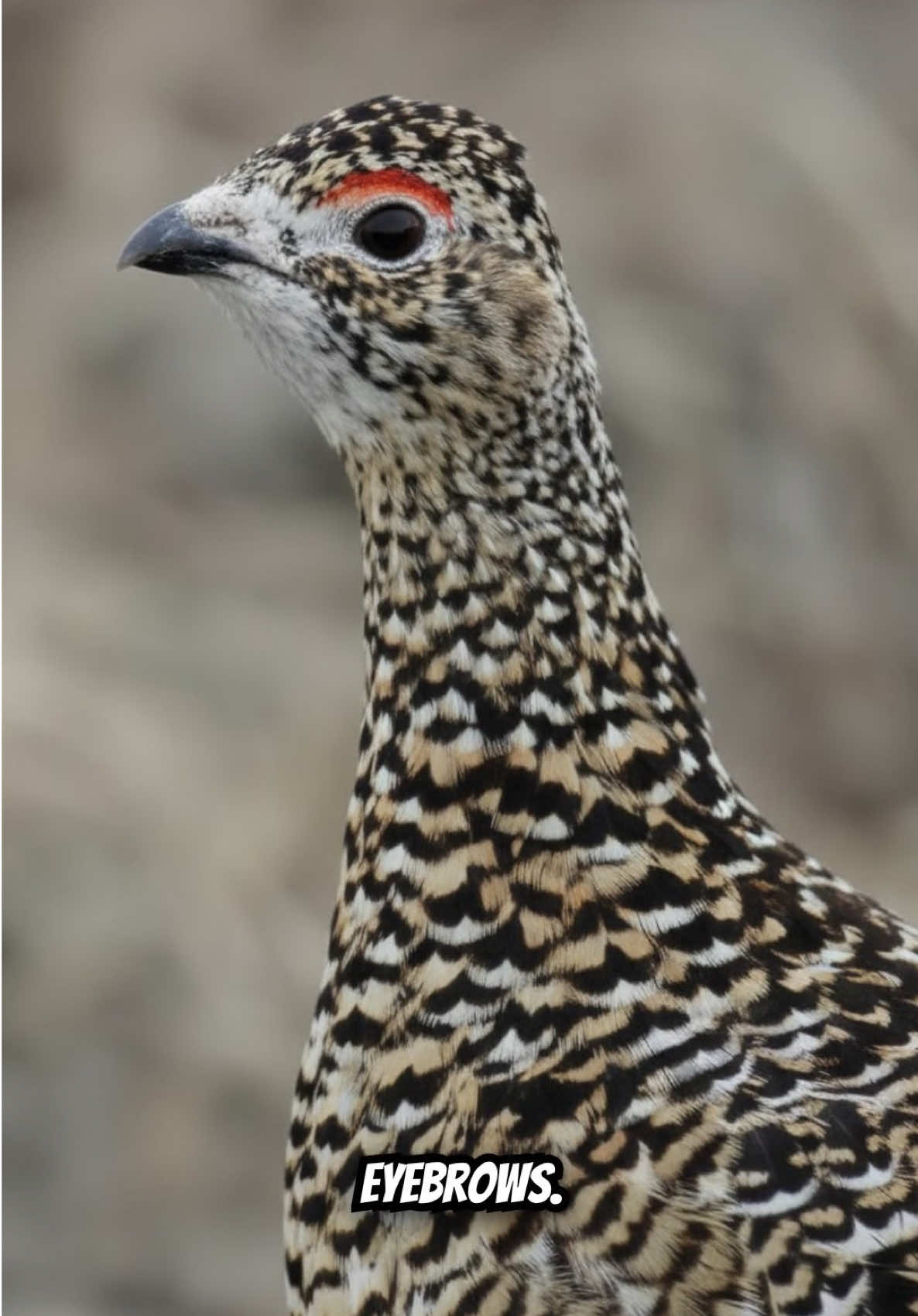 @Unique Bird Facts