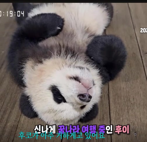 @K-PANDA kim