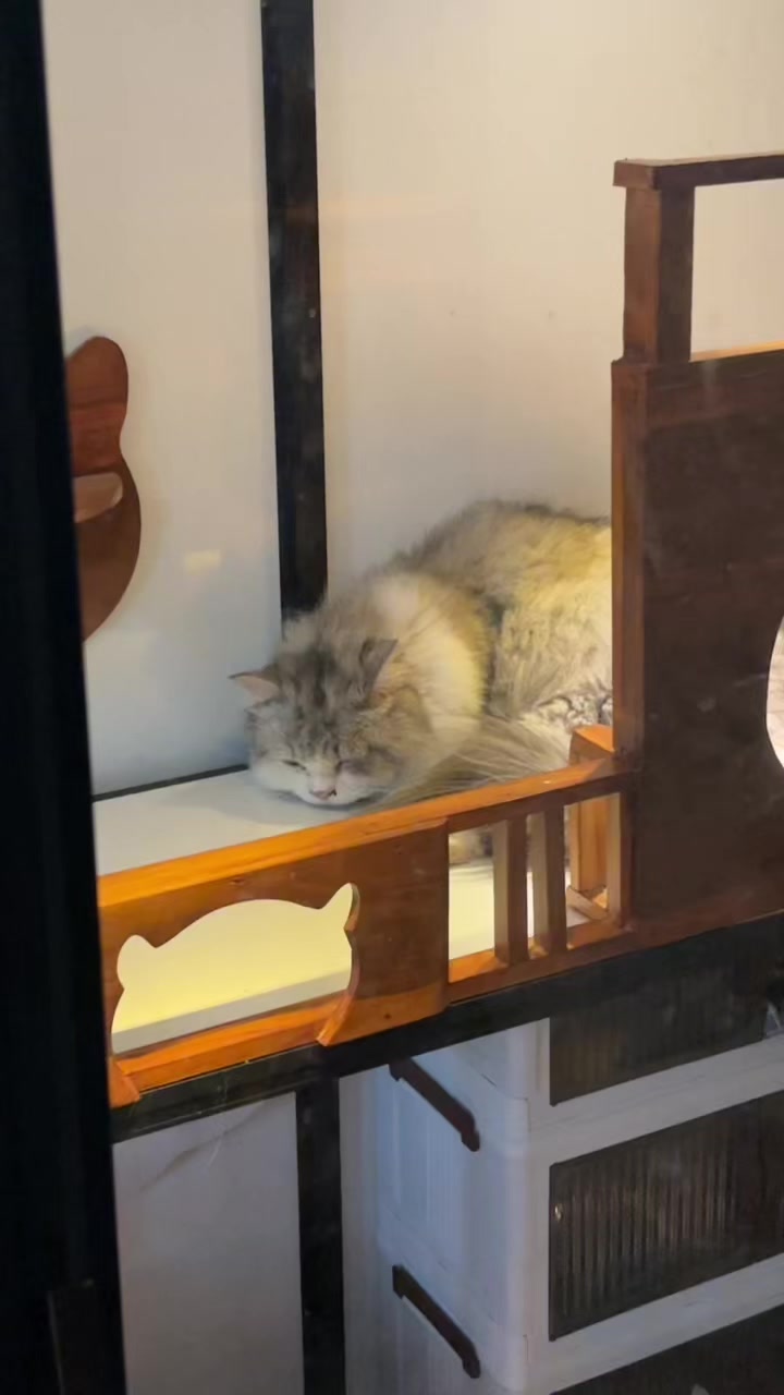 @PETGROW : CAT GROOMING MALANG