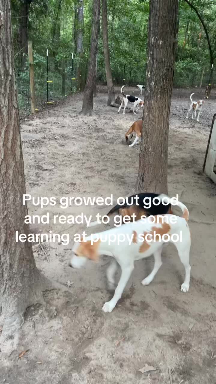 @3DeepKennels