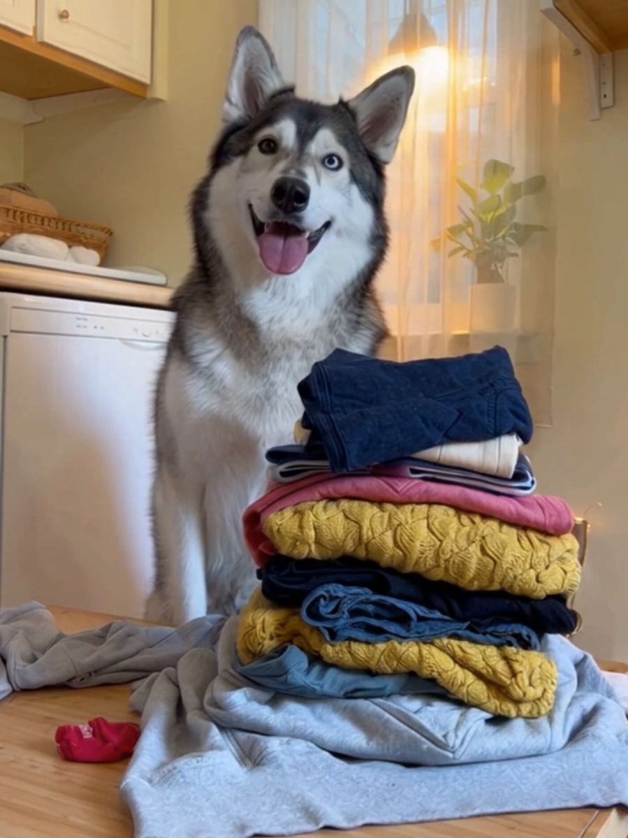 @Cosmo the Husky