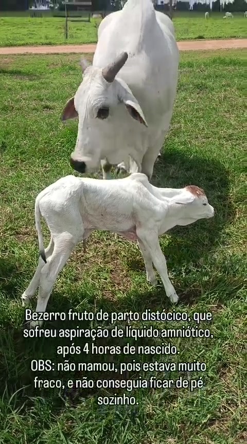 @jorgevianajr