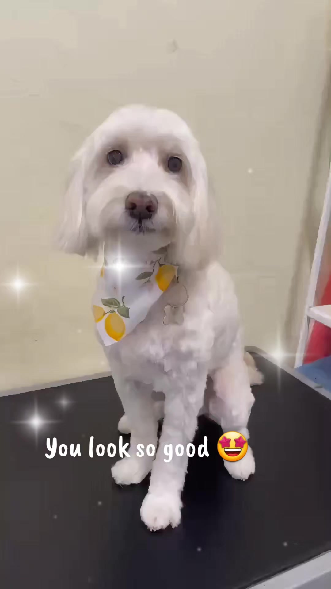 @Maru Maru Pet Services