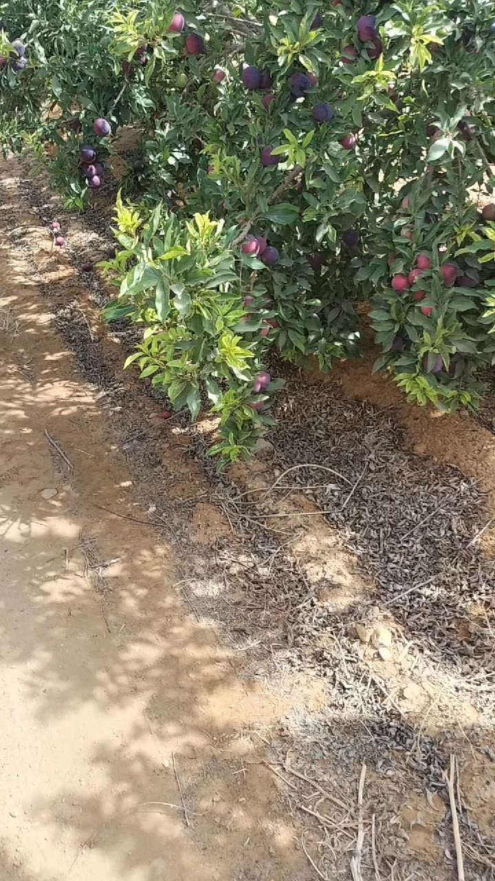 @احمد عمر