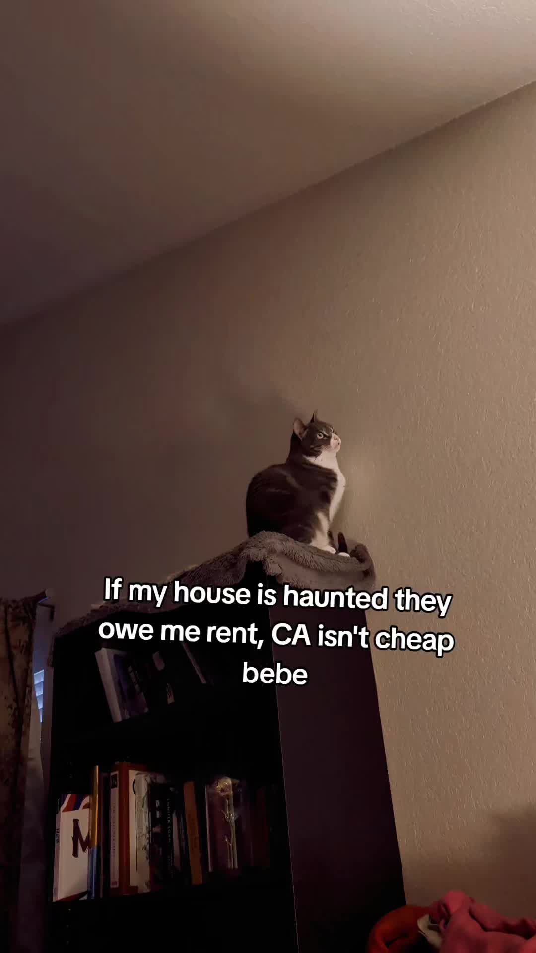 @BuffyTheKittenSpayer