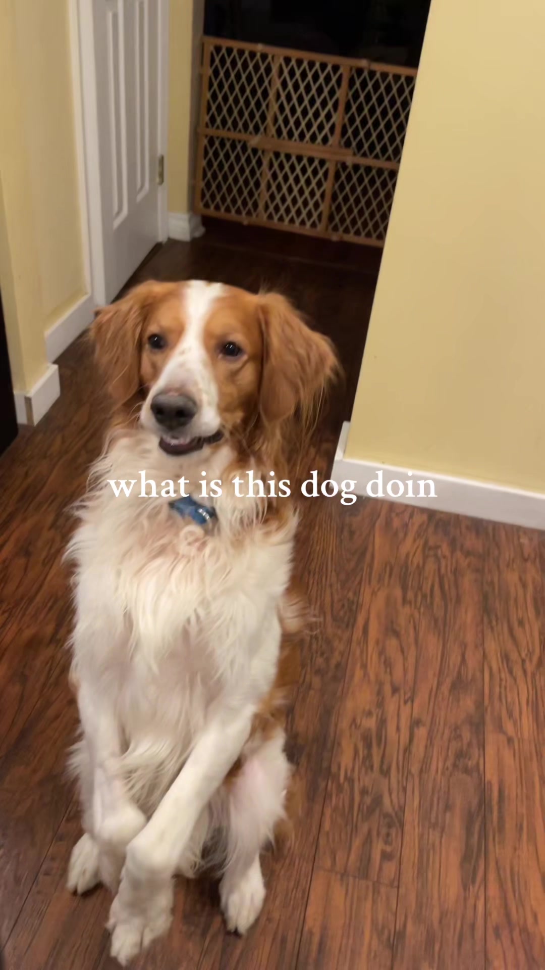 @mauw