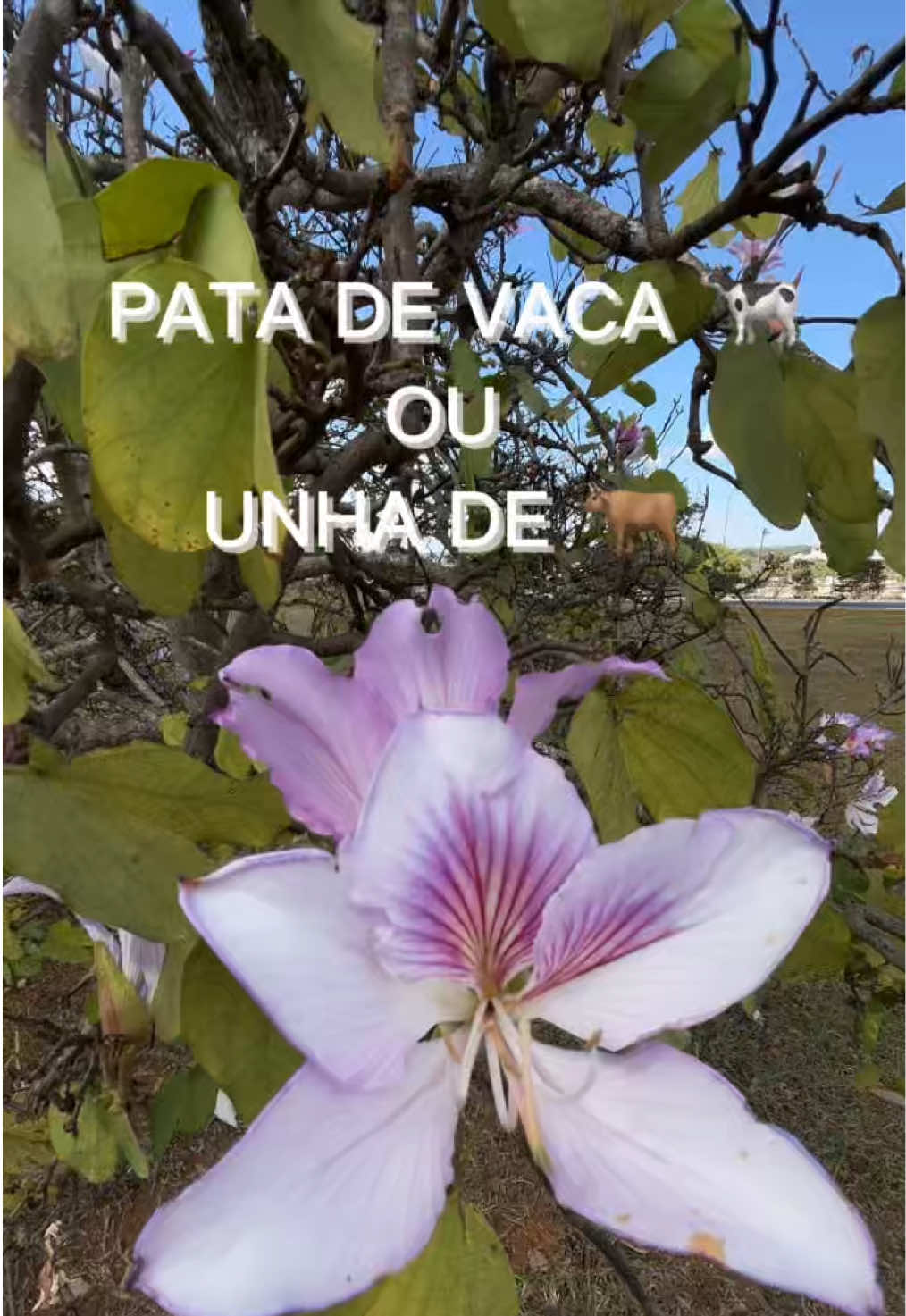 @JDM A NATUREZA EM AÇÃO