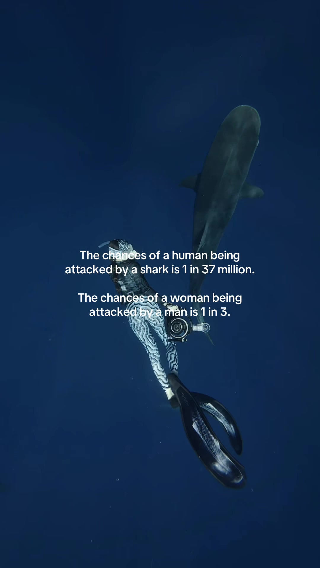 @Kendall | Shark Photographer