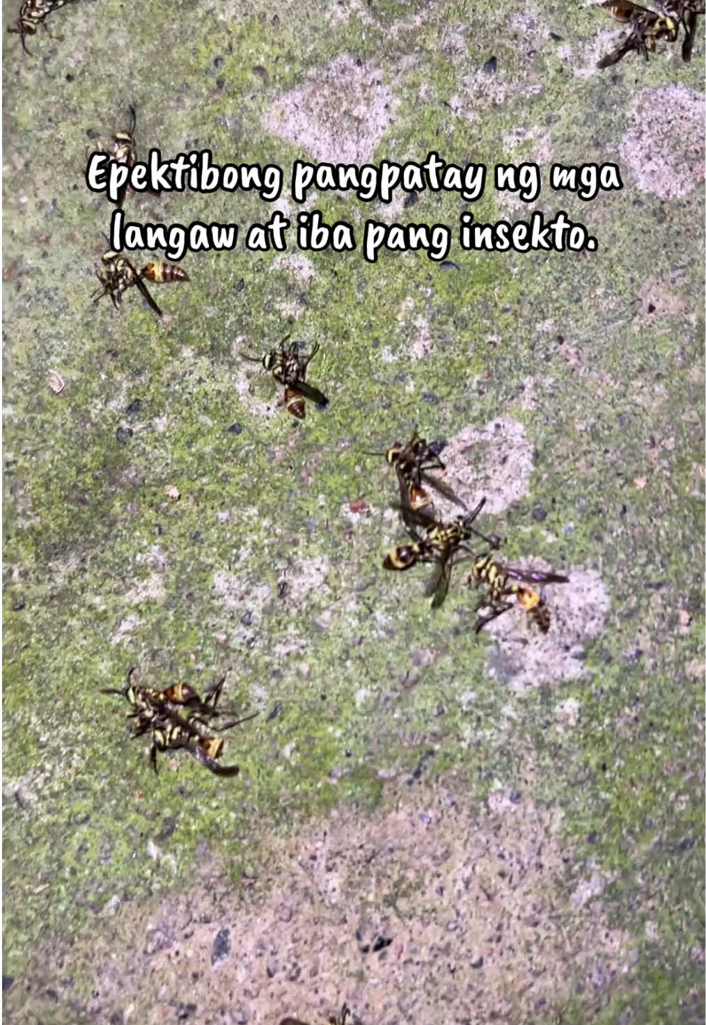 @indaypoypoy