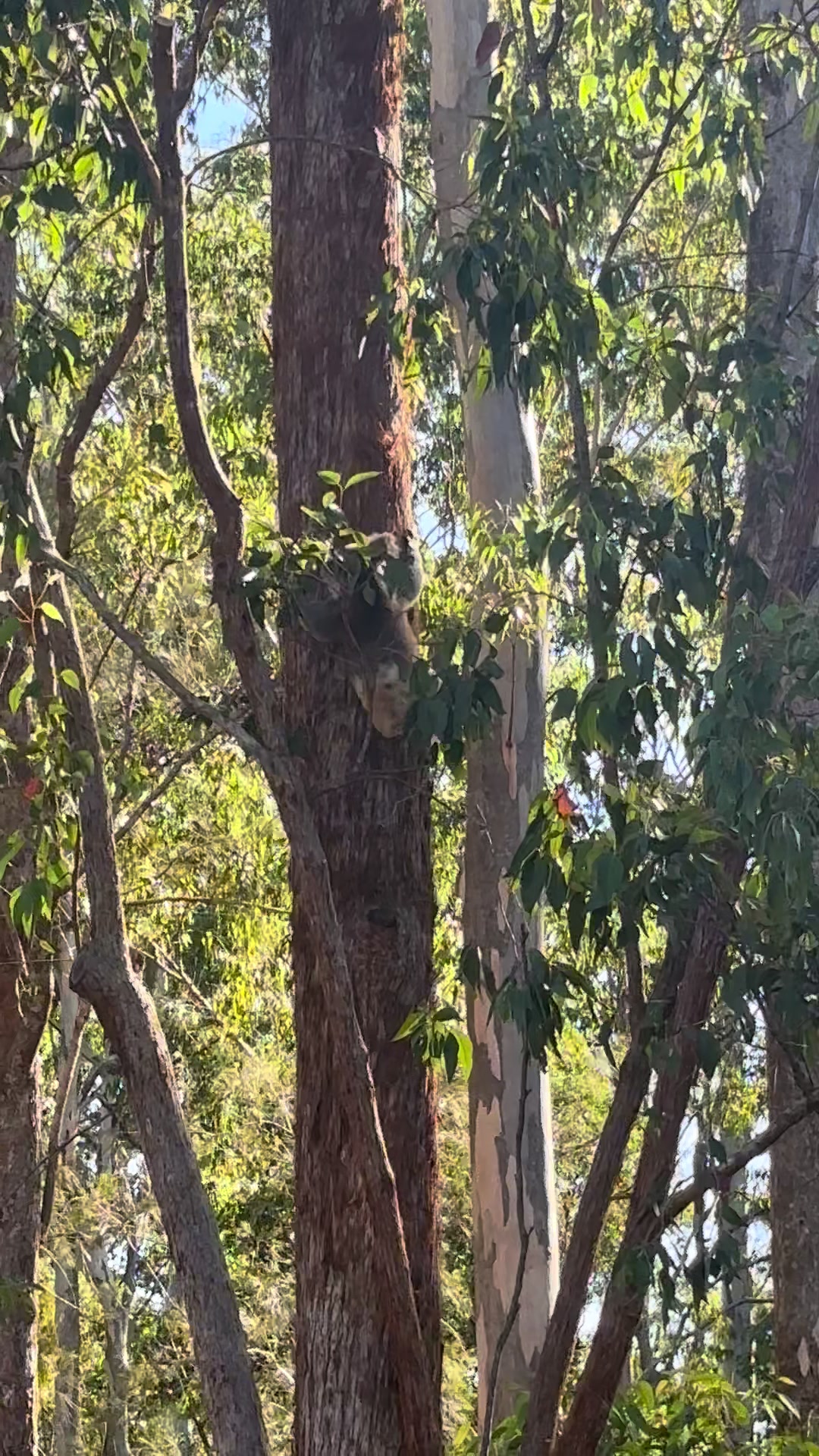 @Koala Conservation Australia