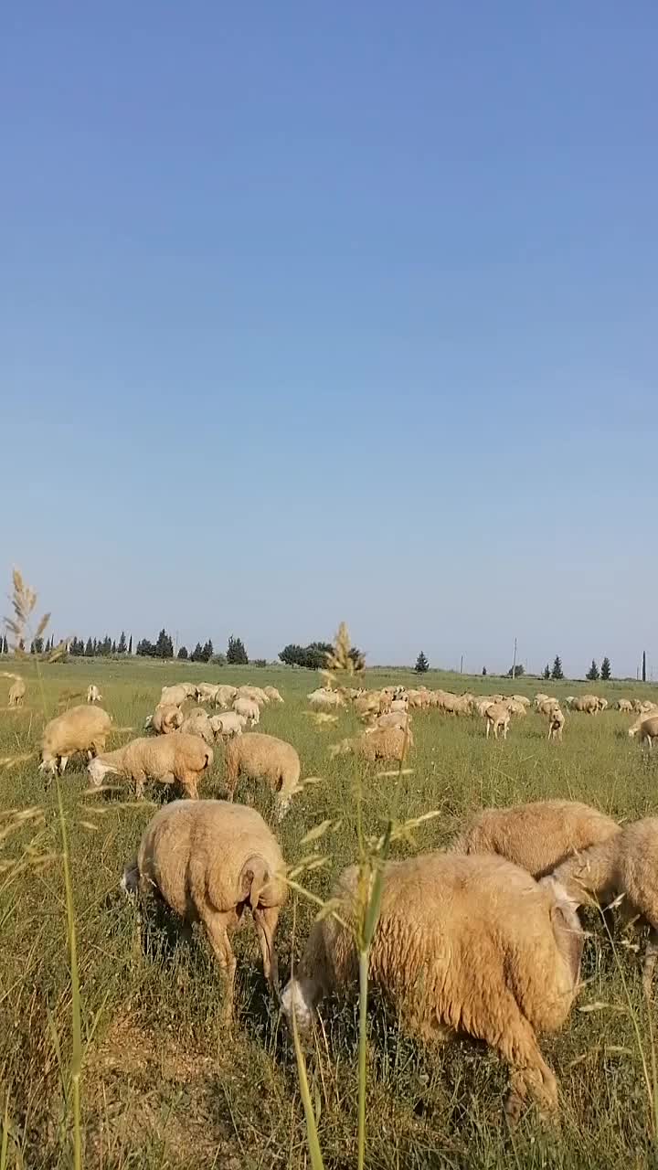 @Elşad.264