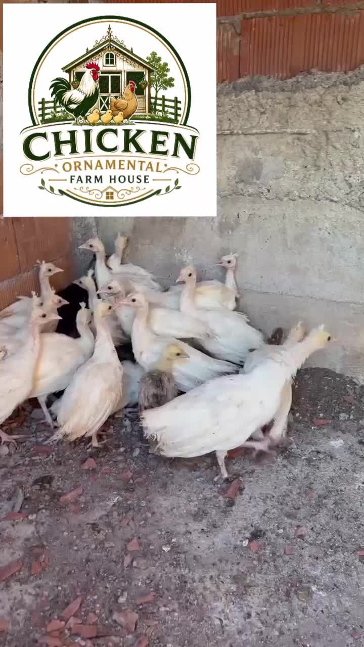 @Chicken ornamental Farm