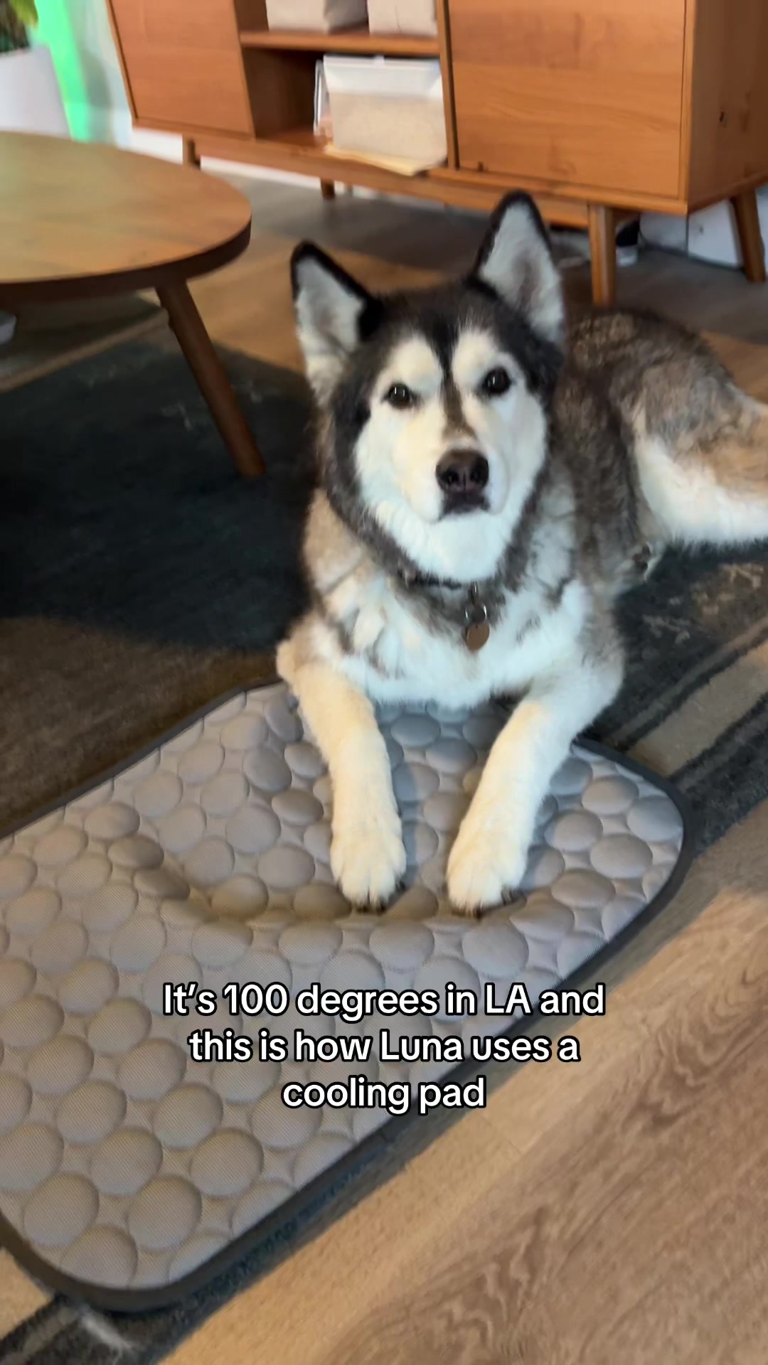 @and Luna 🐺