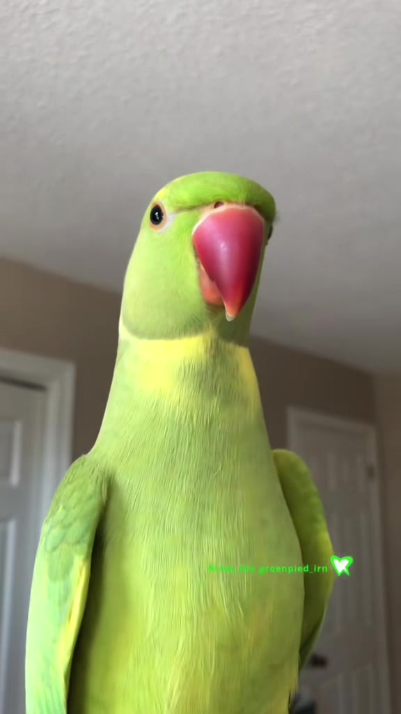@Ricco
