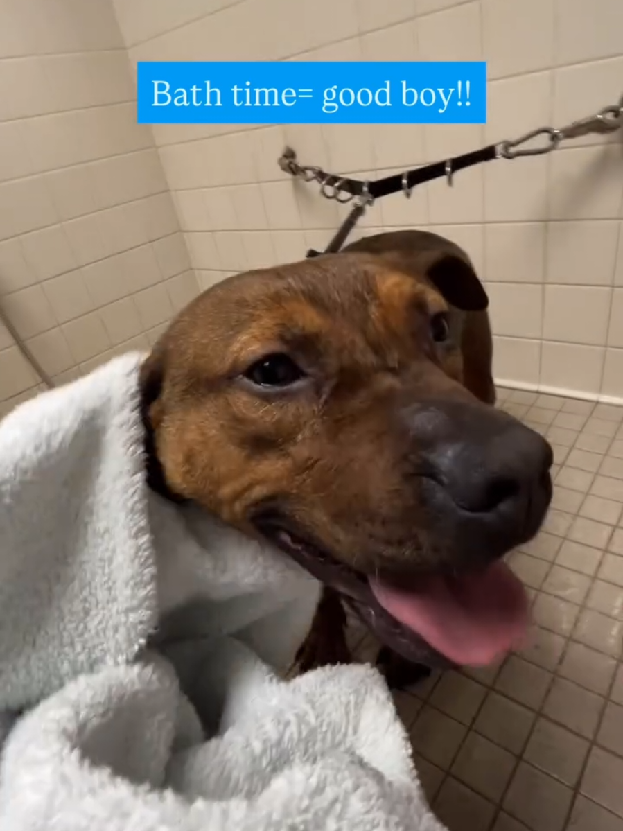 @Oakland Animal Services