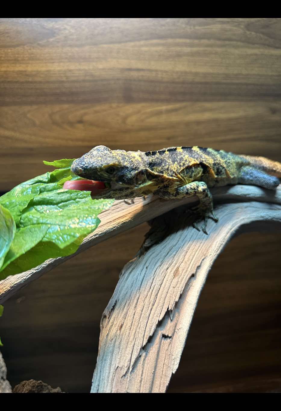 @ZA Reptiles