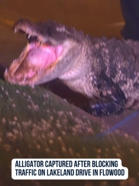 @WLBT
