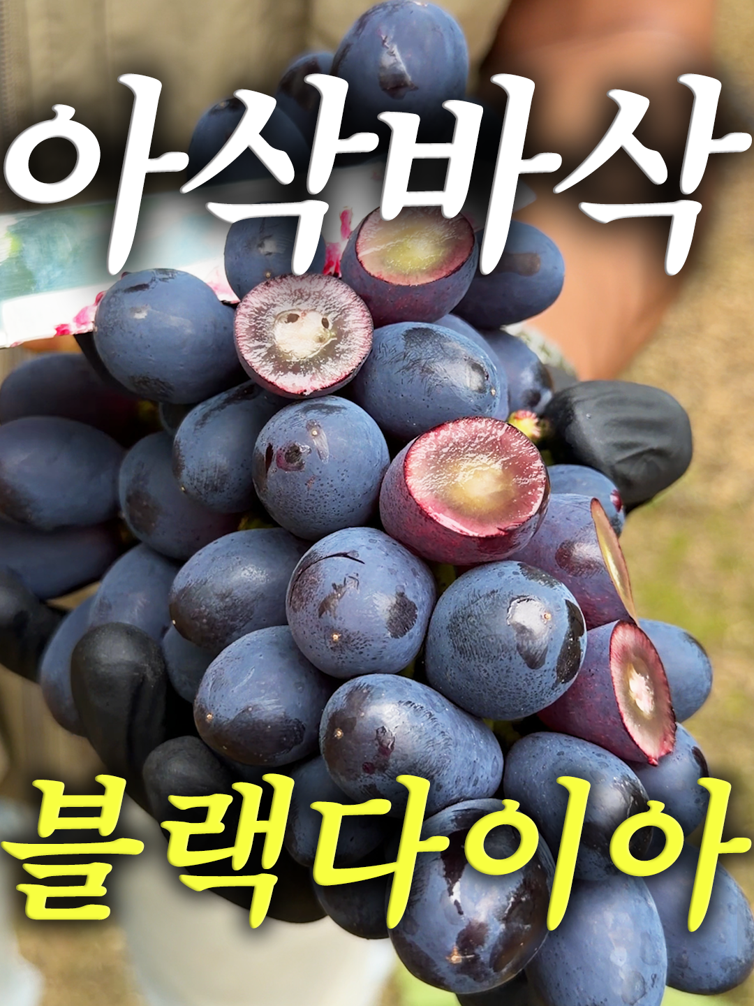 @해운대송사장