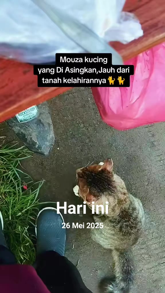 @Shanshan Ngapruk