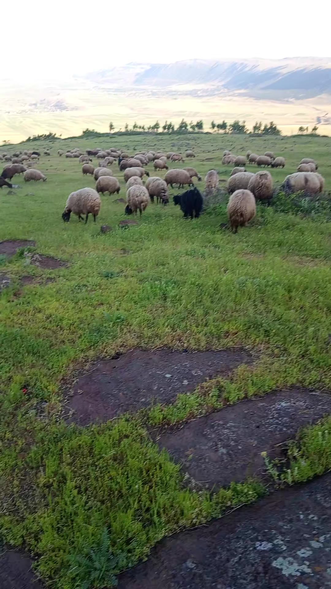 @Kasım