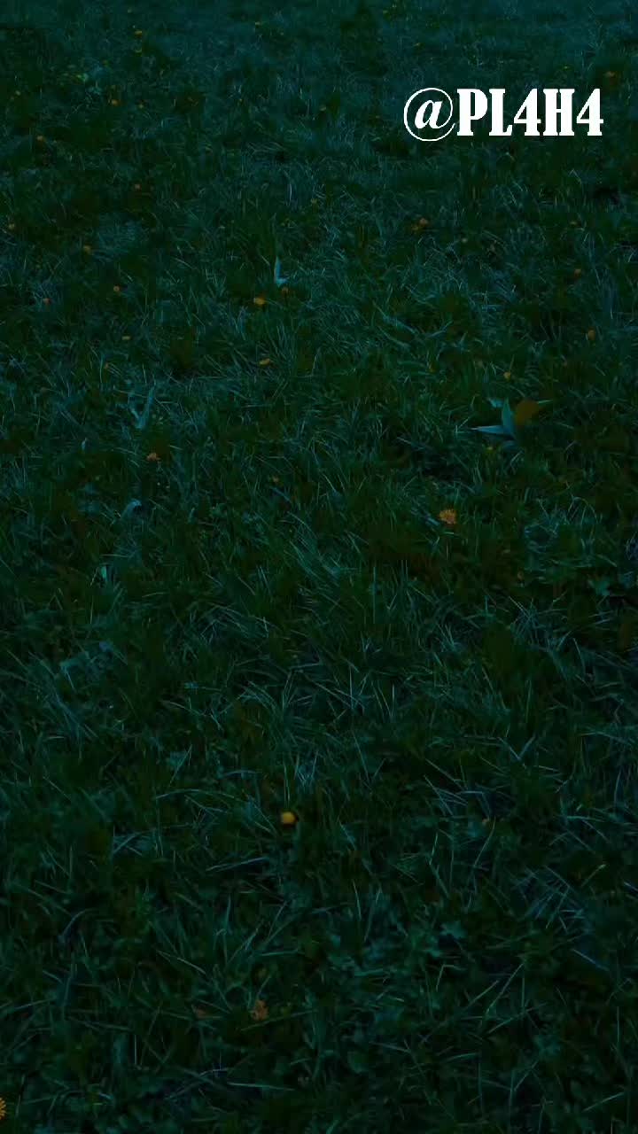 @PL4H4