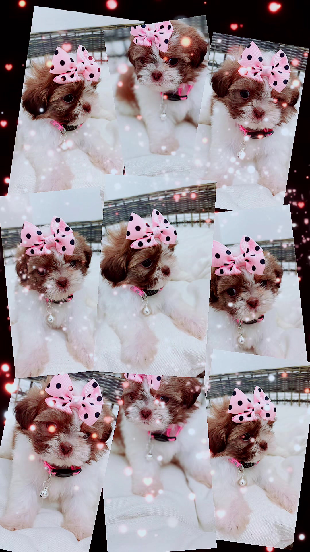@shihtzulions