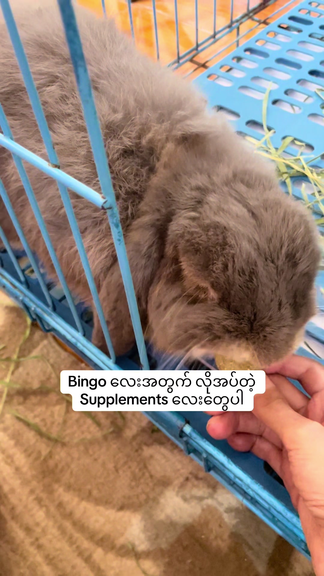 @Bingo