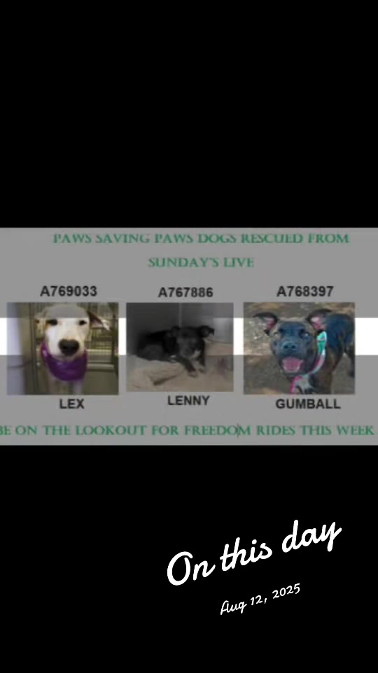 @pawssavingpaws