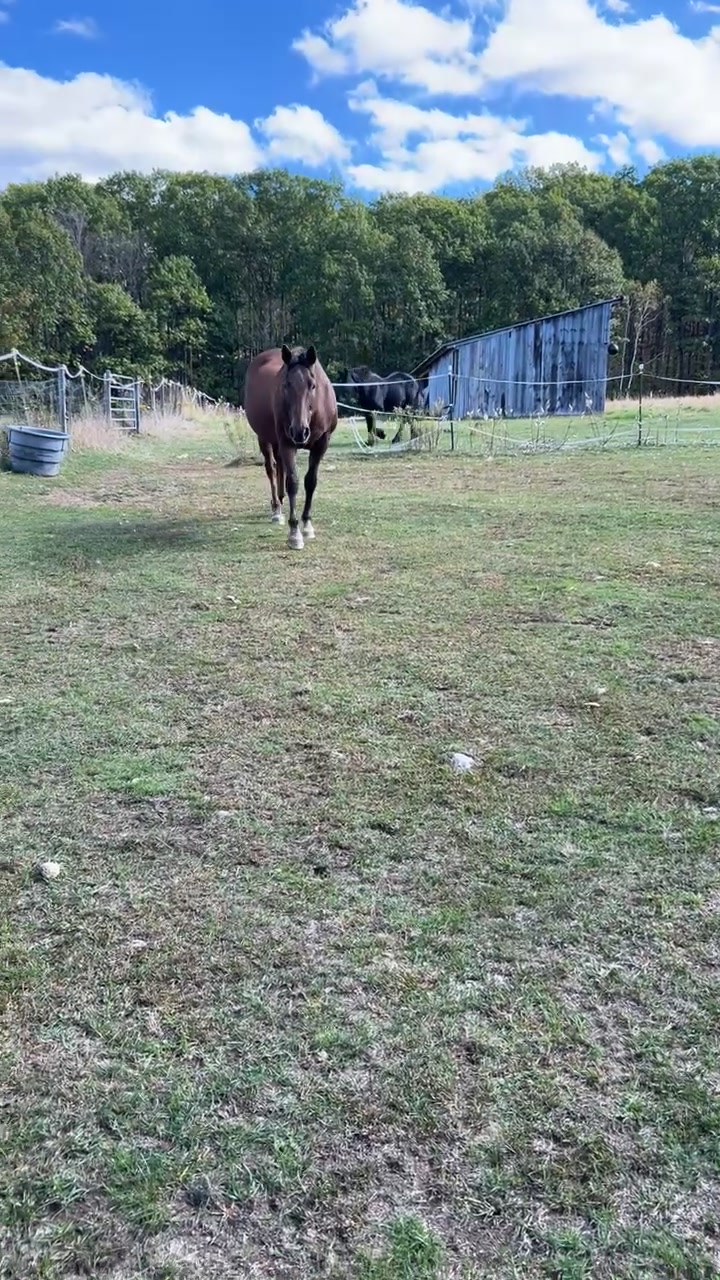 @horseshowqueen89