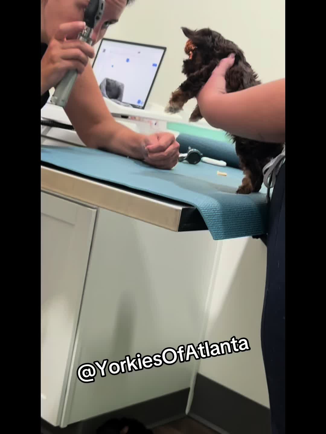 @Yorkies Of Atlanta