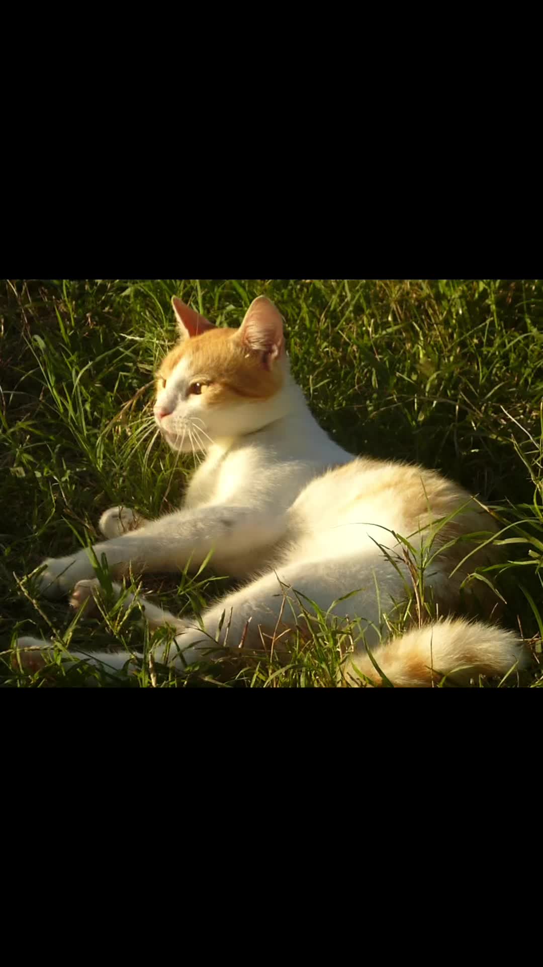 @nostalghiaa