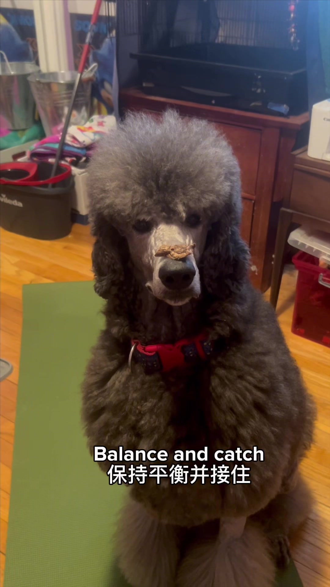 @Bird_Tails
