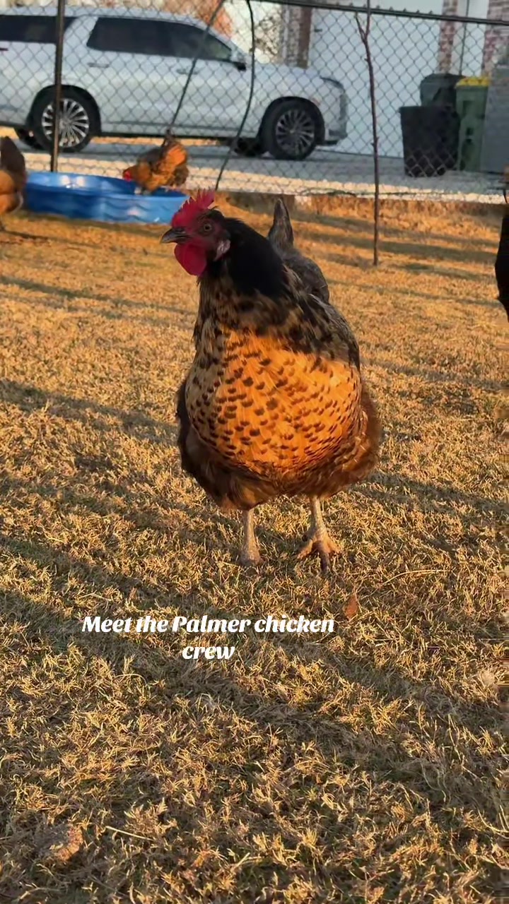 @The Palmer Mini Homestead