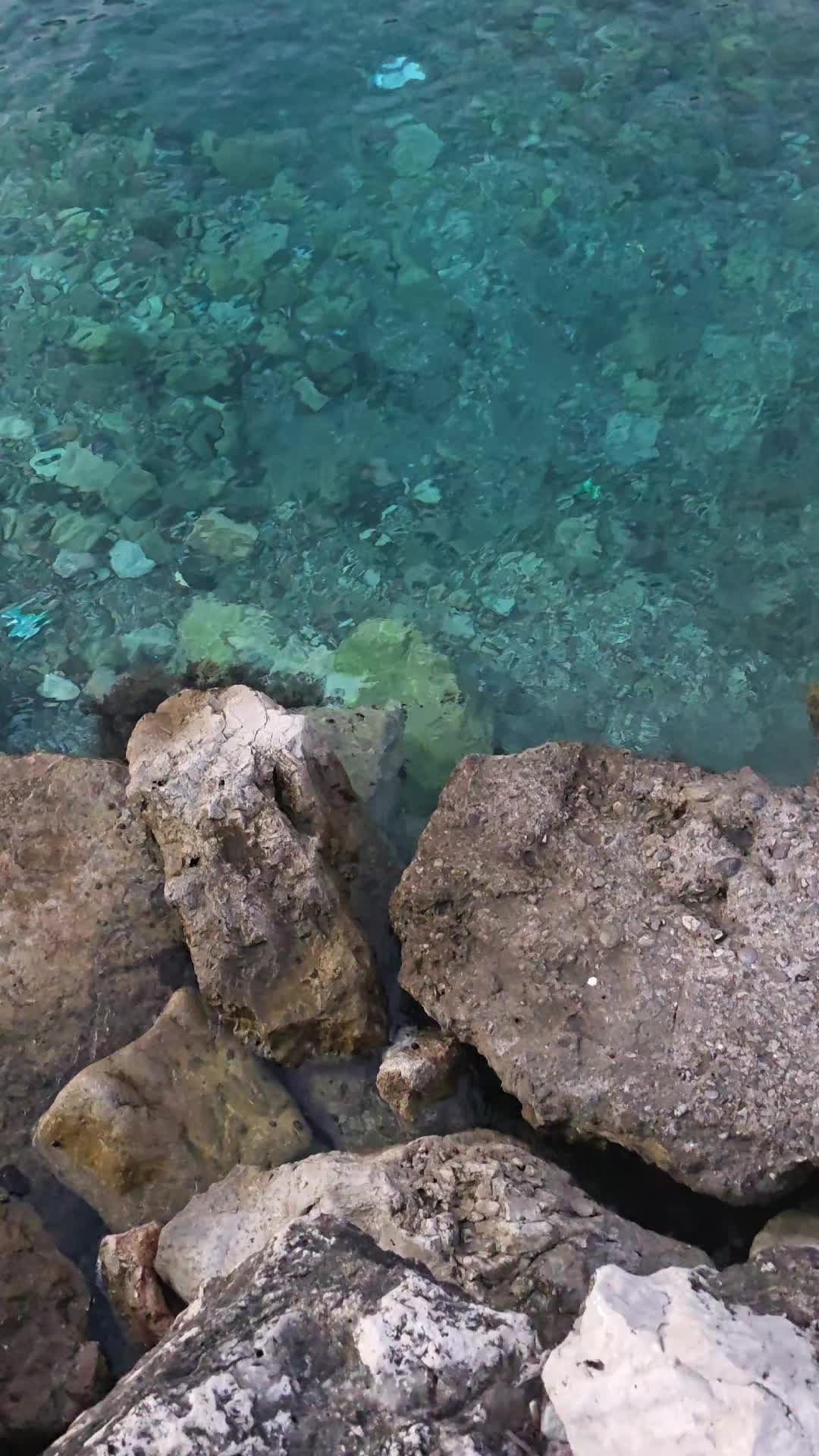 @Pedinac 🦂