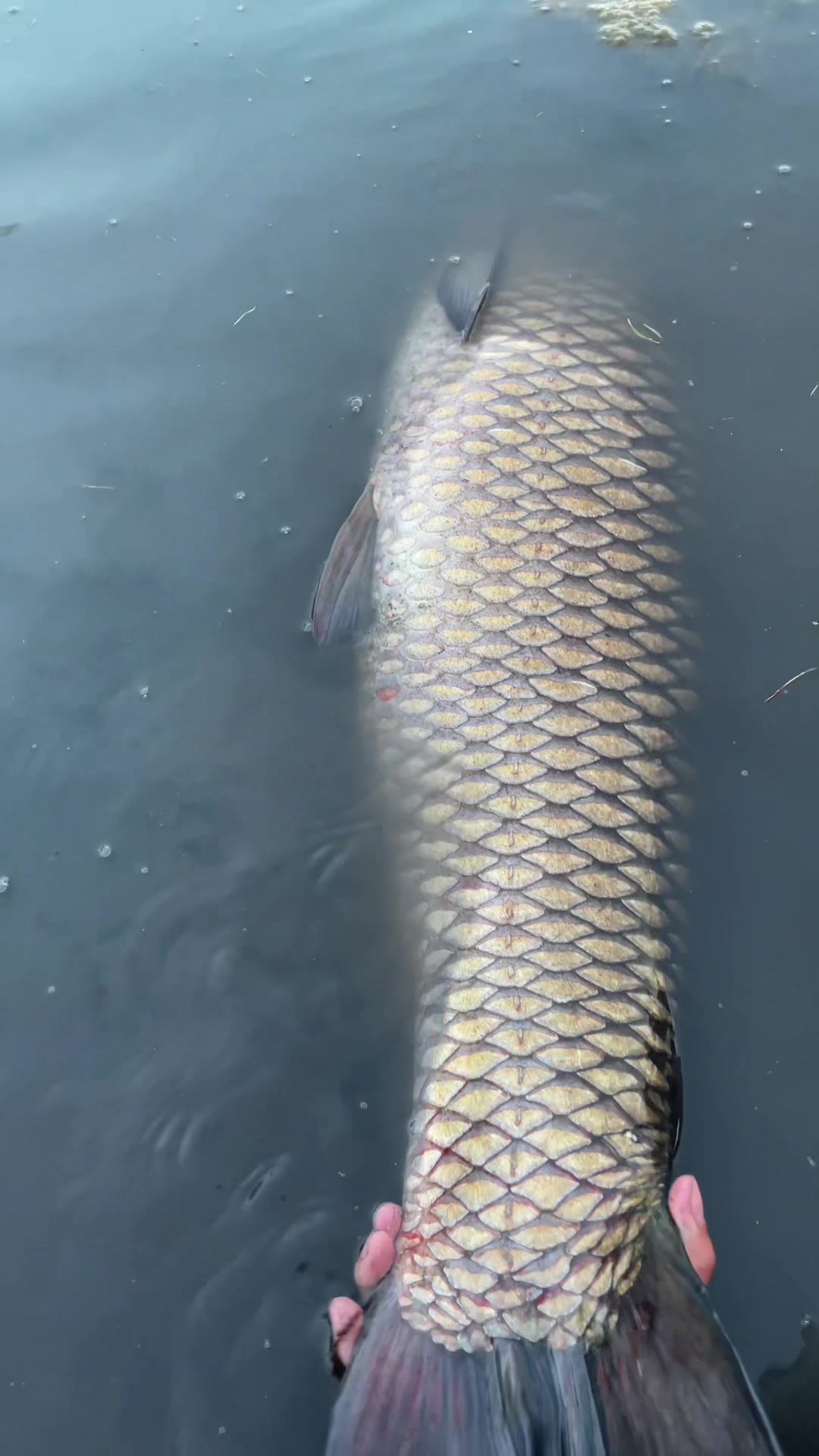 @JoseFishing